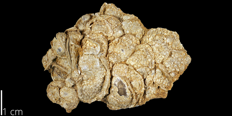 <i> Pseudoperna bentonensis </i> from the Turonian Carlile Shale Fm. of Ellis County, Kansas (KUMIP 259614).