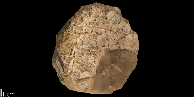 <i> Pseudoperna bentonensis </i> from the Turonian Greenhorn Limestone Fm. of Hodgeman County, Kansas (KUMIP 82171).