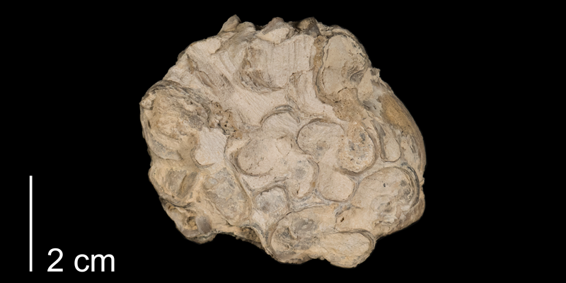 <i> Pseudoperna congesta </i> from the Niobrar Fm. of Ellis County, Kansas (FHSMIP 1006).