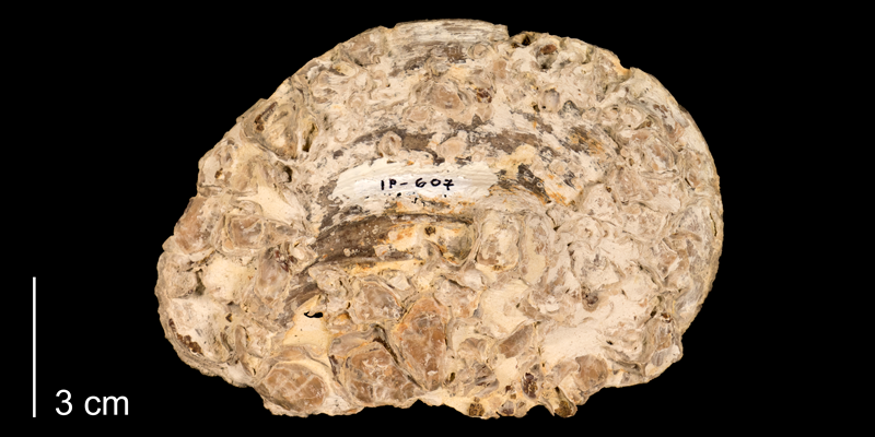 <i>Pseudoperna congesta</i> from the Niobrara Formation (Smoky Hill Member) of Trego County, Kansas (FHSMIP 607).