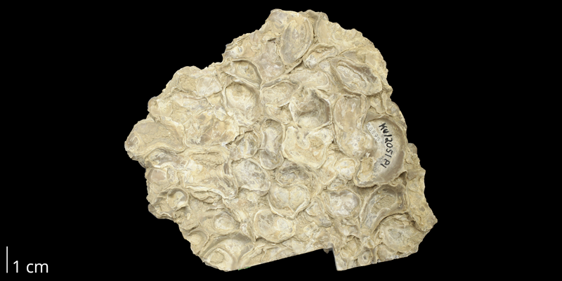 <i>Pseudoperna congesta</i> from the Carlile Shale Formation (Fairport Member) of Hodgeman County, Kansas (KUMIP 58895).