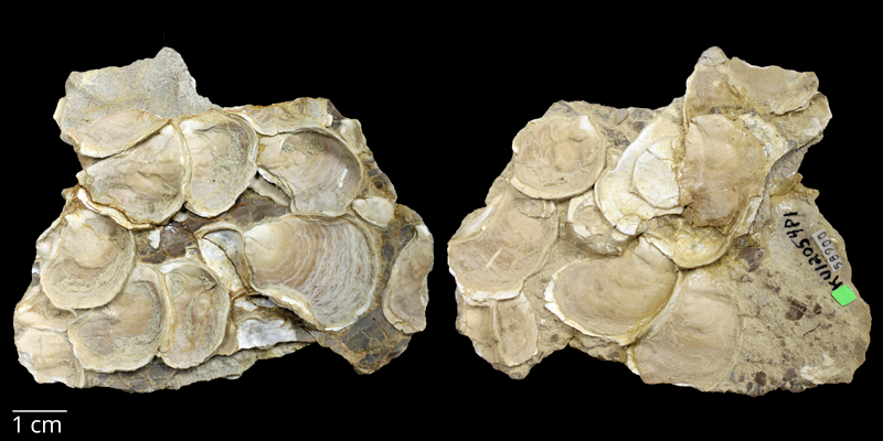 <i>Pseudoperna congesta</i> from the Carlile Shale Formation (Fairport Member) of Rush County, Kansas (KUMIP 58900).