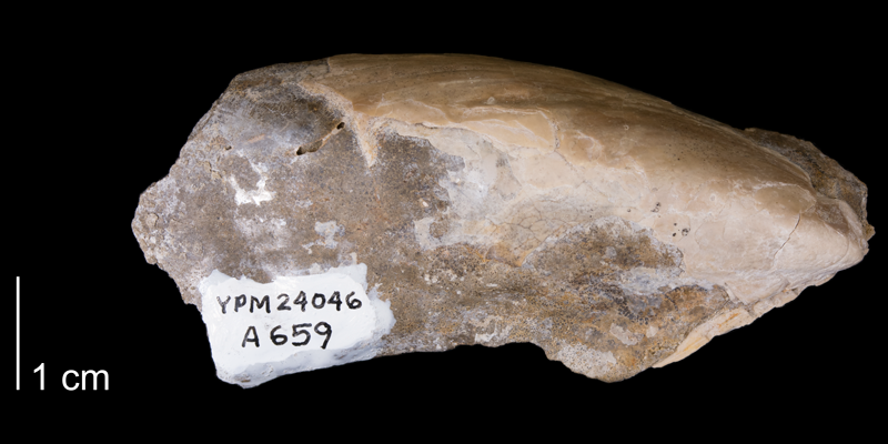 <i>Pseudoptera subtortuosa</i> from the Fox Hills Formation (Trail City Member) of Ziebach County, South Dakota (YPM 24046).