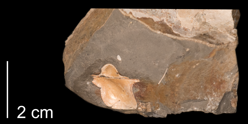 <i>Pteria linguaeformis</i> from the Pierre Formation of Meade County, South Dakota (FHSMIP 1316).