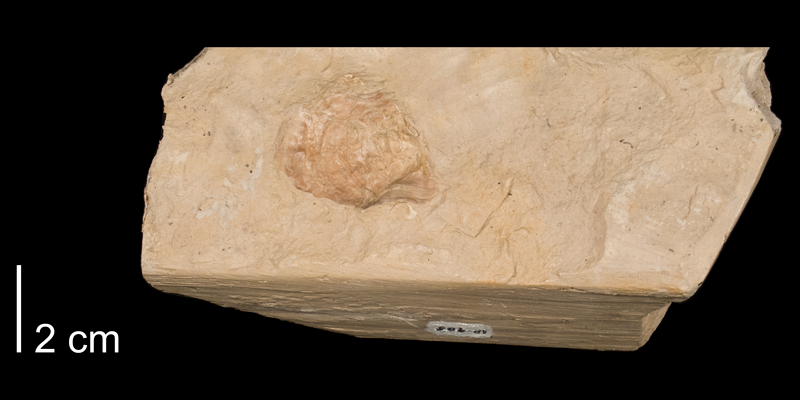 <i>Pteria petrosa</i> from the Niobrara Formation (Smoky Hill Member) of Rooks County, Kansas (FHSMIP 985).