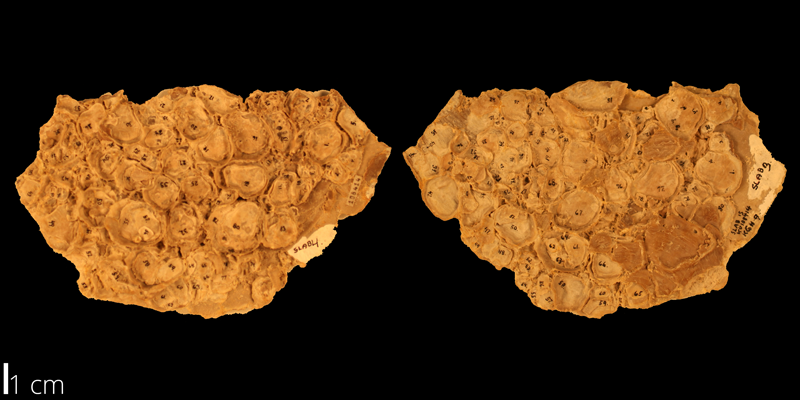 <i> Pycnodonte kansasensis </i> from the Turonian Greenhorn Limestone Fm. of Hodgeman County, Kansas (KUMIP 108414).