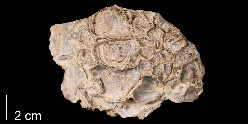 <i>Pycnodonte congesta</i> from the Niobrara Formation (Smoky Hill Member) of Trego County, Kansas (FHSMIP 1135).