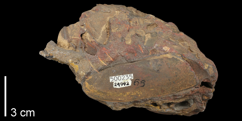 Syntype of <i>Siliqua mentorensis</i> from the Kiowa Formation of Saline County, Kansas (KUMIP 500235).