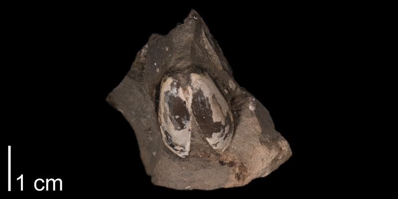 <i>Solemya bilix</i> from the Pierre Formation of Meade County, South Dakota (FHSMIP 1336).