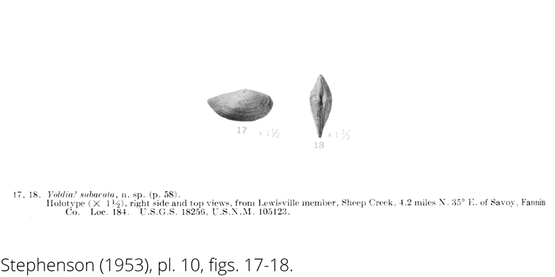 <i> Yoldia subacuta </i> from the Cenomanian Woodbine Fm. of Texas (Stephenson 1953).