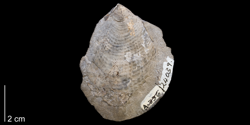 Tenuipteria fibrosa from the Pierre Shale (Mobridge Member) of Dewey County, South Dakota (YPM 24039).