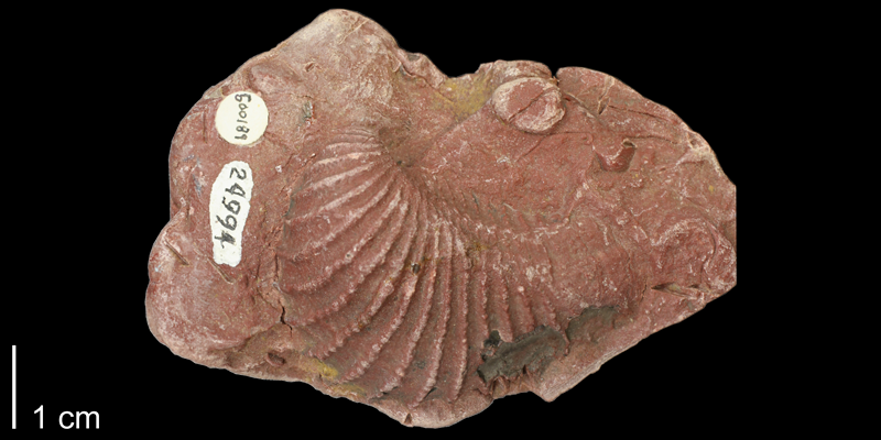 Artificial wax cast of <i>Trigonia emoryi</i> from the Kiowa Formation of Saline County, Kansas (KUMIP 500189).