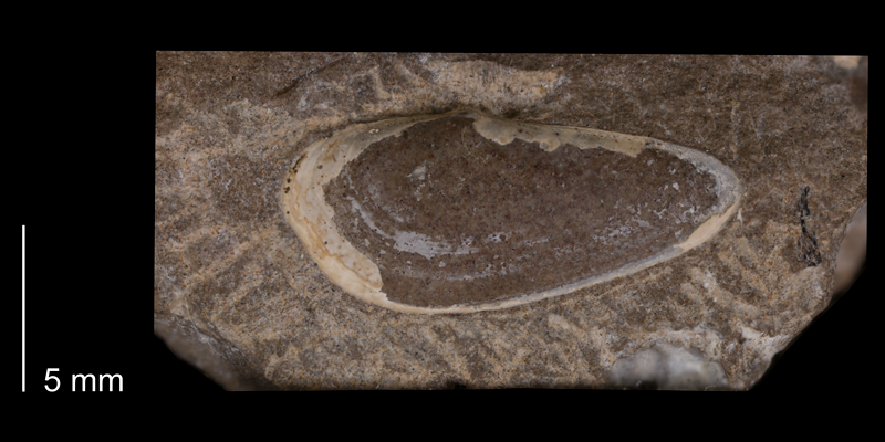 Holotype of <i>Yoldia lacrima</i> from the Fox Hills Formation (Trail City Member) of Dewey County, South Dakota (YPM 23988).