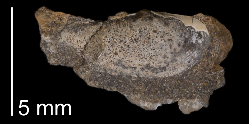 Paratype of <i>Yoldia lacrima</i> from the Fox Hills Formation (Trail City Member) of Dewey County, South Dakota (YPM 24537).