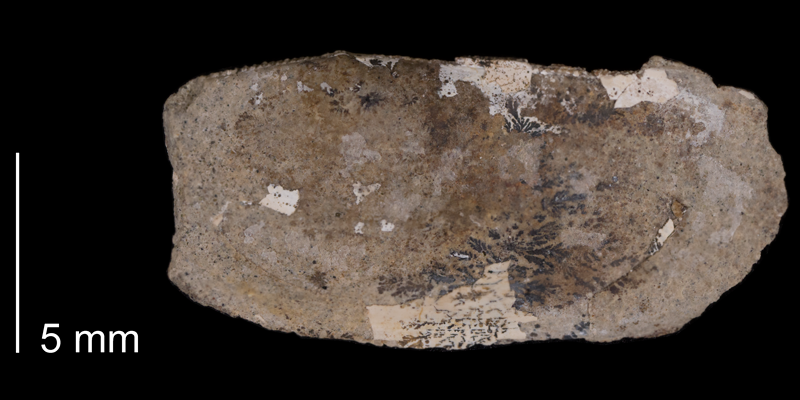 Paratype of <i>Yoldia rectangularis</i> from the Fox Hills Formation (Trail City Member) of Corson County, South Dakota (YPM 24553).