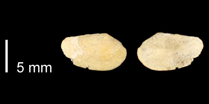 <i>Yoldia subacuta</i> from the Graneros Shale of Russell County, Kansas (KUMIP 76252).