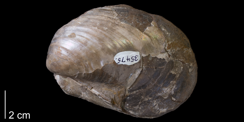 <i>Inoceramus barabini</i> from the Pierre Shale of Niobrara County, Wyoming (YPM 35475).