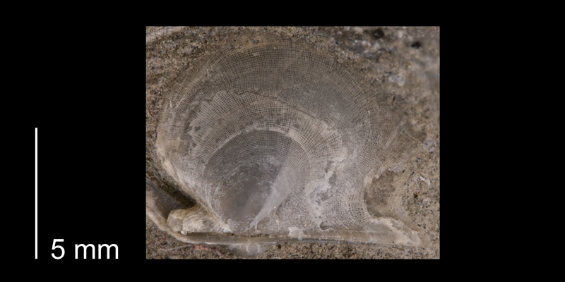 <i>Oxytoma nebrascana</i> from the Fox Hills Formation (Trail City Member) of Corson County, South Dakota (YPM 24088).