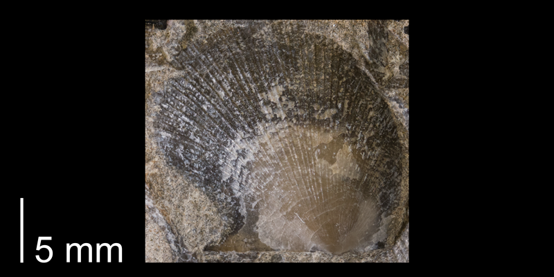 <i>Oxytoma nebrascana</i> from the Fox Hills Formation (Trail City Member) of Corson County, South Dakota (YPM 24090).