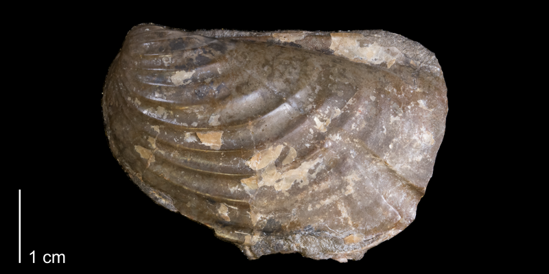 <i>Inoceramus typicus</i> from the Pierre Shale of Niobrara County, Wyoming (YPM 24053).