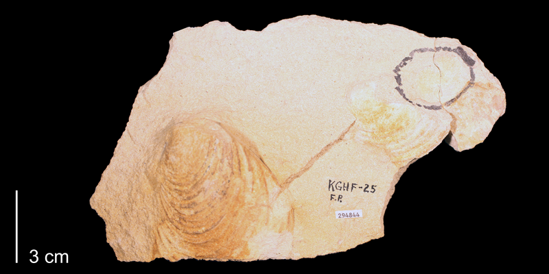 <i>Inoceramus subhercynicus</i> from the Greenhorn Limestone (Pfeifer Shale Member) of Mitchell County, Kansas (KUMIP 294844).