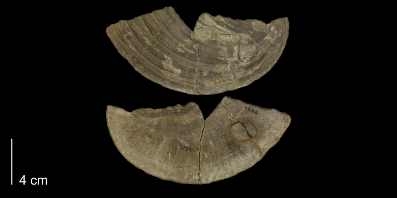 <i>Inoceramus concentricus</i> from the Niobrara Formation of Ellis County, Kansas (KUMIP 138208).