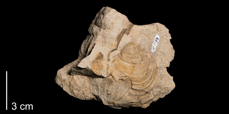 <i>Inoceramus deformis</i> from the Niobrara Formation (Smoky Hill Member) of Otero County, Colorado (FHSMIP 1478).