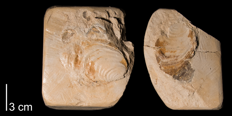 <i>Inoceramus deformis</i> from the Niobrara Formation Smoky Hill Member) of Rooks County, Kansas (FHSMIP 971).