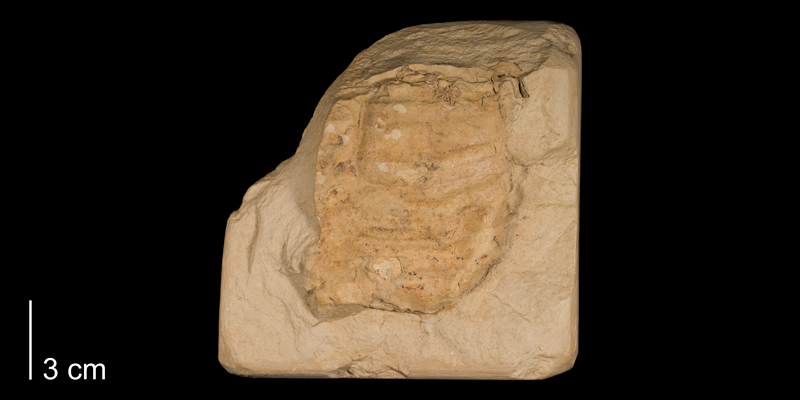 <i>Inoceramus deformis</i> from the Niobrara Formation (Smoky Hill Member) of Rooks County, Kansas (FHSMIP 978).