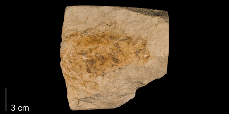 <i>Inoceramus dimidius</i> from the Niobrara Formation (Smoky Hill Member) of Rooks County, Kansas (FHSMIP 981).