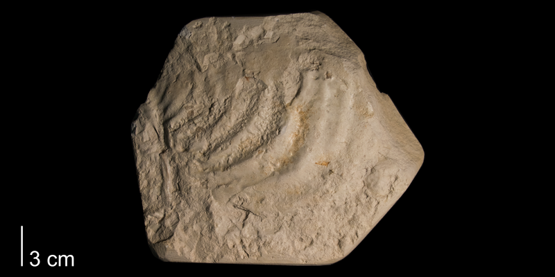 <i>Inoceramus erectus</i> from the Niobrara Formation (Smoky Hill Member) of Rooks County, Kansas (FHSMIP 990).