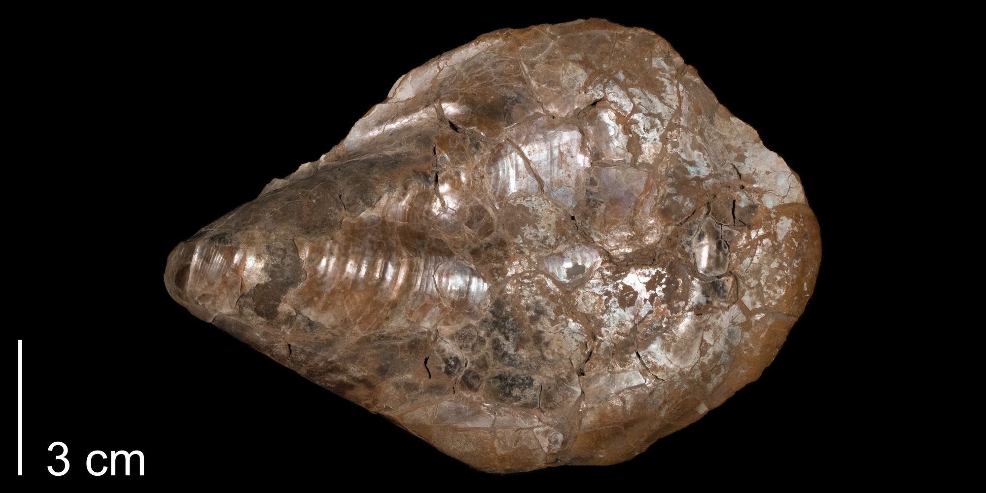 Cretaceous Atlas of Ancient Life Inoceramus flaccidus