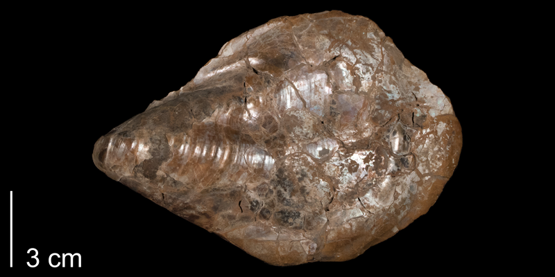 <i>Inoceramus flaccidus</i> from the Carlile Formation of Smith County, Kansas (FHSMIP 591).