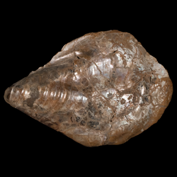 Inoceramus flaccidus