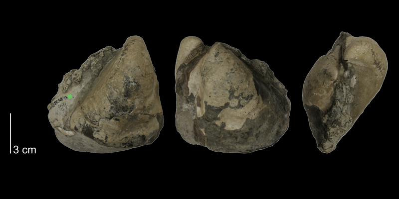 Inoceramus flaccidus from the Carlile Shale (Blue Hill Shale Member) of Ellis County, Kansas (KUMIP 58920).