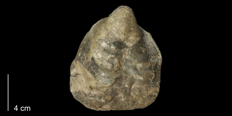 <i>Inoceramus flaccidus</i> from the Carlile Shale (Blue Hill Shale Member) of Osborne County, Kansas (KUMIP 58921).