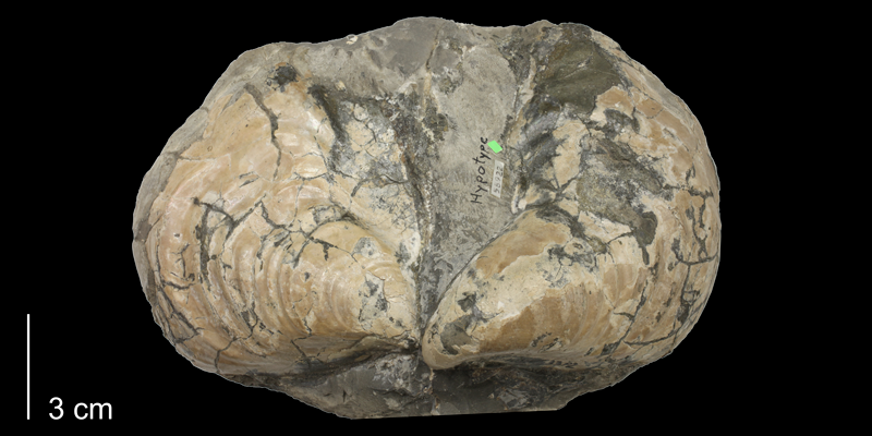 <i>Inoceramus flaccidus</i> from the Carlile Shale (Blue Hill Shale Member) of Ellis County, Kansas (KUMIP 58922).
