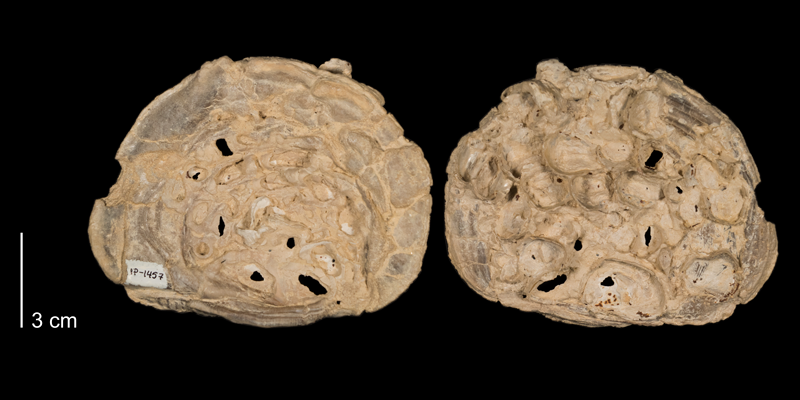 <i>Inoceramus grandis</i> fom the Niobrara Formation (Smoky Hill Member) of Ellis County, Kansas (FHSMIP 1457).