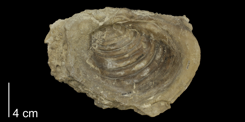 <i>Inoceramus grandis</i> from the Niobrara Formation of Trego County, Kansas (KUMIP 137946).