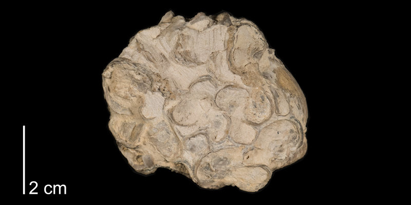 <i>Inoceramus involutus</i> from the Niobrara Formation (Smoky Hill Member) (state unknown) (FHSMIP 1006).