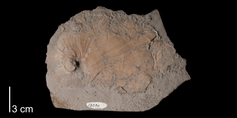 <i>Inoceramus involutus</i> from the Niobrara Formation (Smoky Hill Member) of Ellis County, Kansas (FHSMIP 1775).