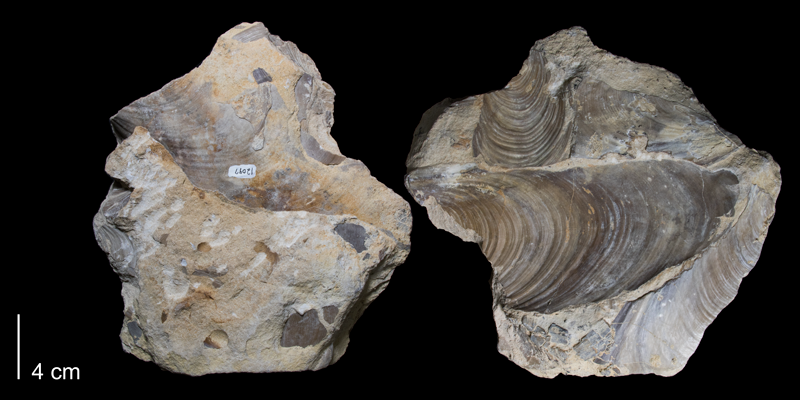 <i>Inoceramus labiatus</i> from the Greenhorn Formation (Pfeifer Member) of Russell County, Kansas (FHSMIP 1756).