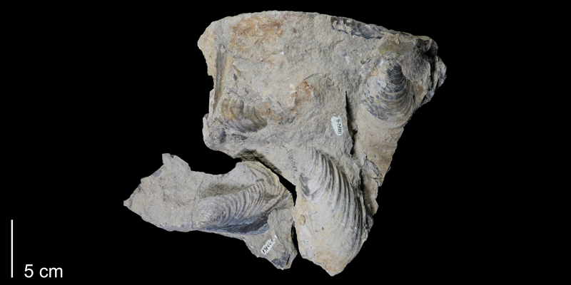 <i>Inoceramus labiatus</i> from the Greenhorn Formation (Jetmore Member) of Russell County, Kansas (FHSMIP 1758).