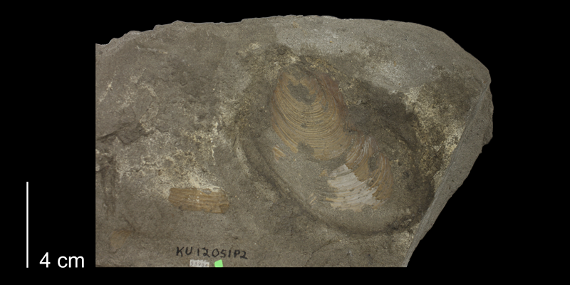 <i>Inoceramus labiatus</i> from the Carlile Shale Formation (Fairport Member) of Hodgeman County, Kansas (KUMIP 58904).