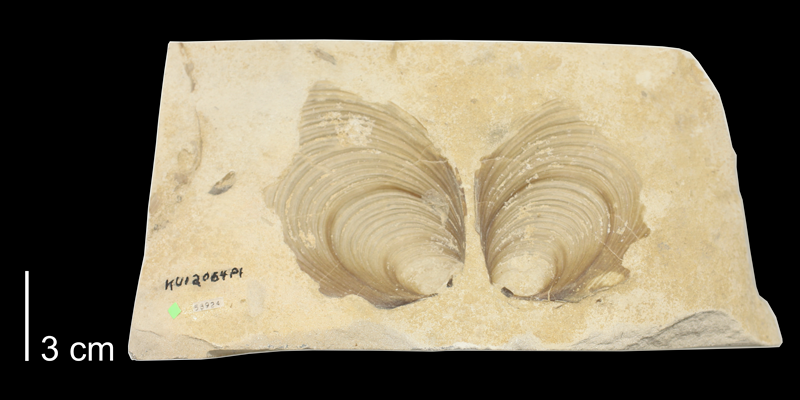 <i>Inoceramus labiatus</i> from the Carlile Shale Formation (Fairport Member) of Russell County, Kansas (KUMIP 58924)