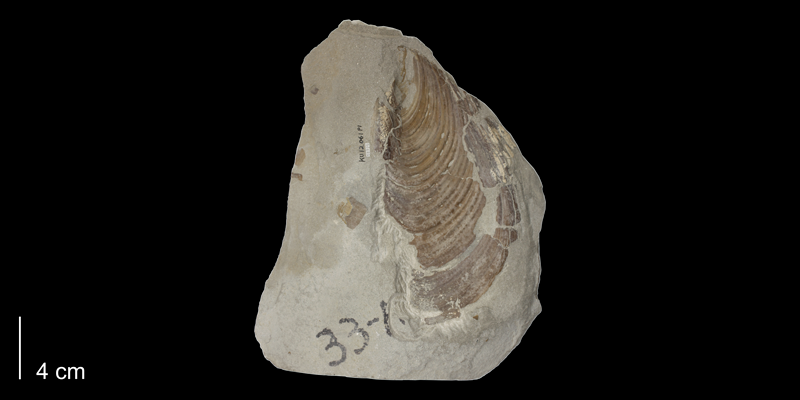 <i>Inoceramus labiatus</i> from the Carlile Shale Formation (Fairport Member) of Osborne County, Kansas (KUMIP 58925).