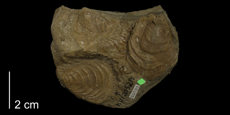 <i>Inoceramus latus</i> from the Carlile Shale of Finney County, Kansas (KUMIP 58901).