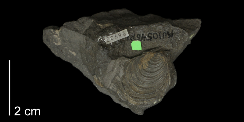 <i>Inoceramus latus</i> from the Carlile Shale (Fairport Member) of Jewell County, Kansas (KUMIP 58902).