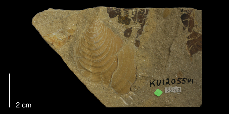 <i>Inoceramus latus</i> from the Carlile Shale (Fairport Member) of Ellis County, Kansas (KUMIP 58903).