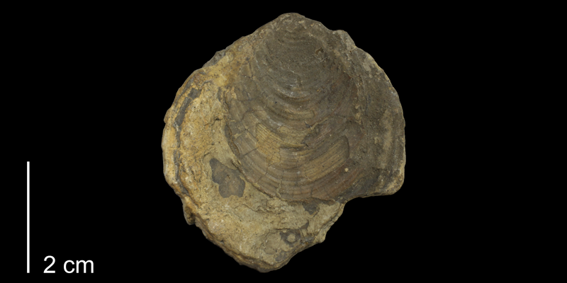 <i>Inoceramus latus</i> from the Carlile Shale (Blue Hill Shale Member) of Jewell County, Kansas (FHSMIP 1760).